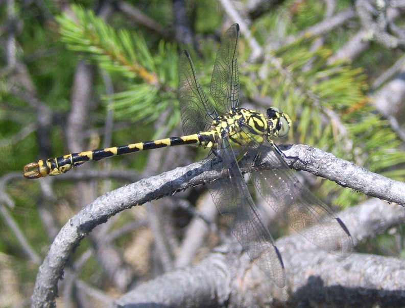 Libellula da ID